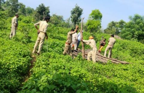  सोनभद्र-: खबर का हुआ असर, वन विभाग ने हटवाया वन भूमि अतिक्रमण